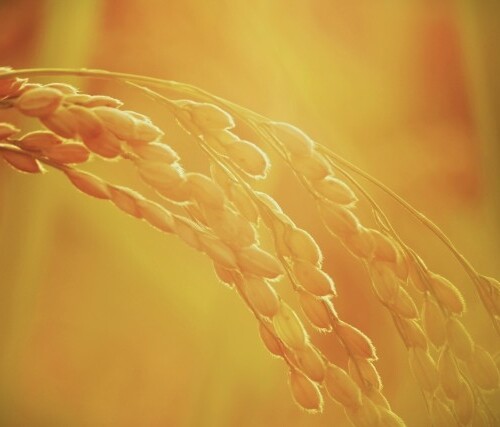 【中古】 明治農政と経営方式の形成過程